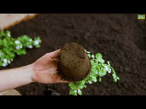 Video: Brahmi-Pflanzeninformationen - Wie man Brahmi-Kräuter im Garten anbaut