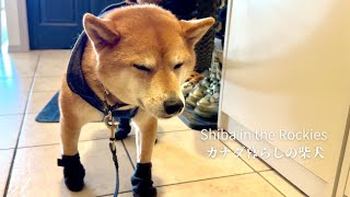 -34 degrees Celsius, Shiba Inu going for a walk in full winter gear because it’s extremely cold [4K] by Shiba in the Rockies / カナダ暮らしの柴犬 234,433 views 4 months ago 6 minutes, 41 seconds