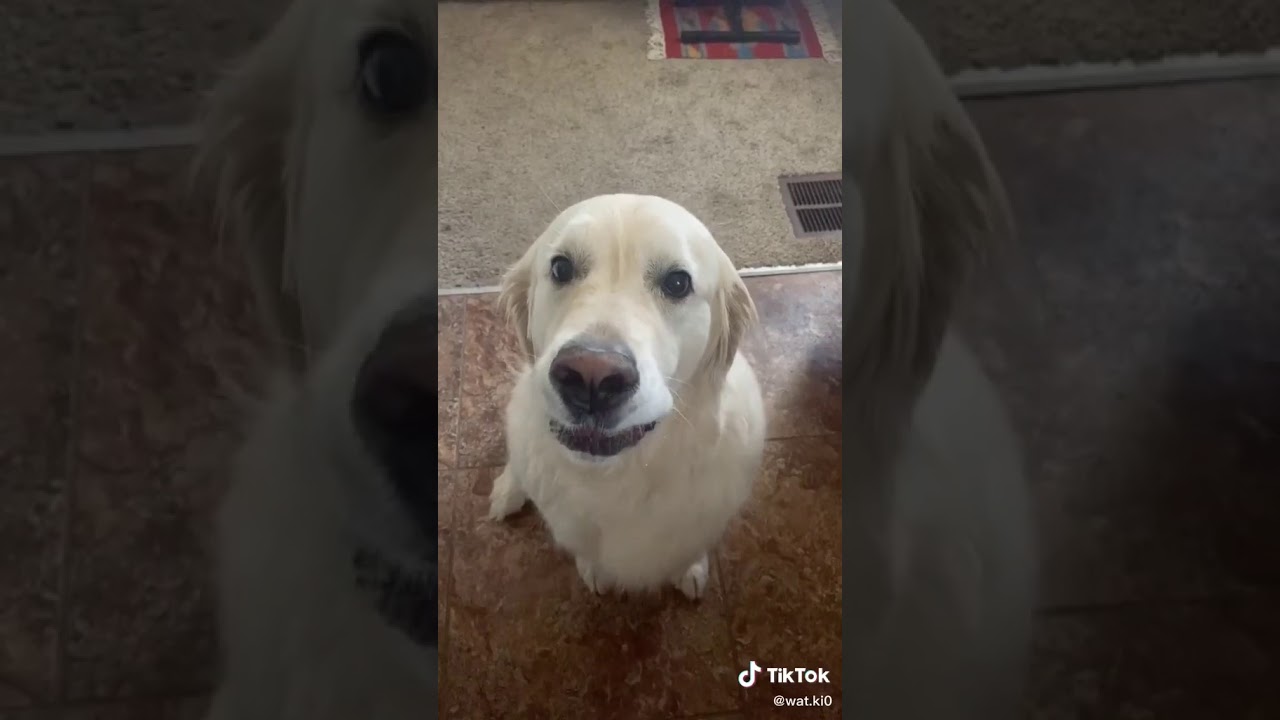 Dogs hug each other on tik tok YouTube