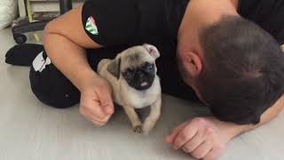 Pug Mops - Günlük Rutin Suratla Oynamayı Çok Severiz