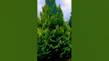 812* سورة الماعون # أحمد بن علي العجمي #