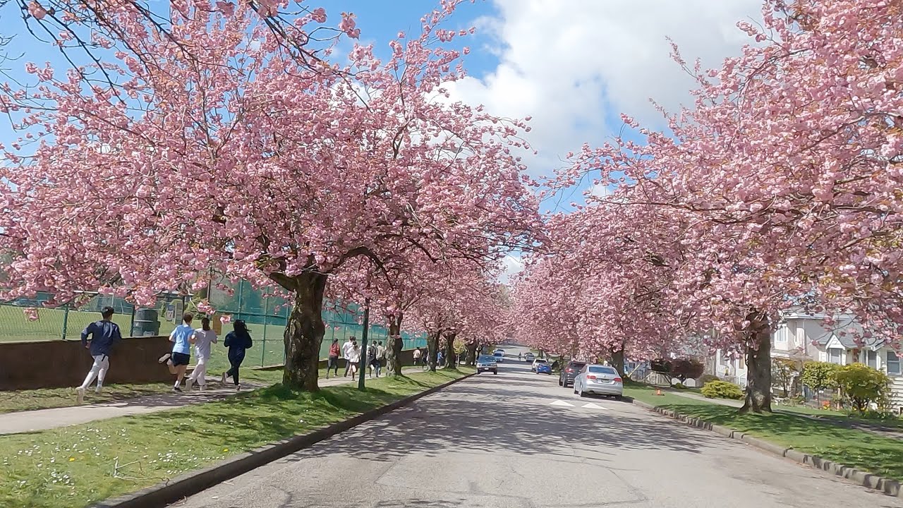 Vancouver Canada's *Super* Cherry Blossom Power - Rupert Street & East Van