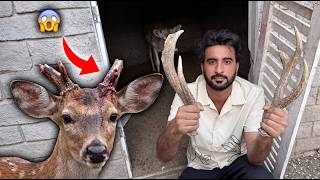 Hiran Nay Apnay Seengh Khud Gira Diye