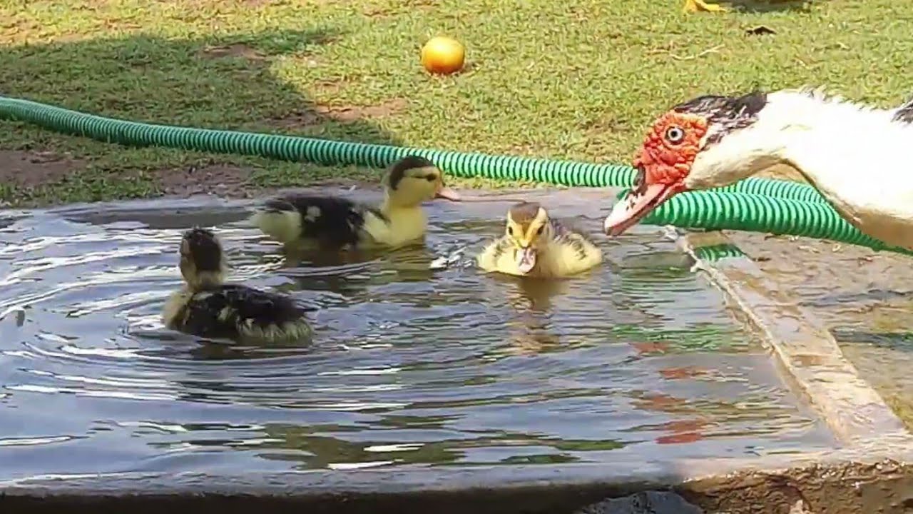 pets at home Muscovy Chicks Swimming in the Pond