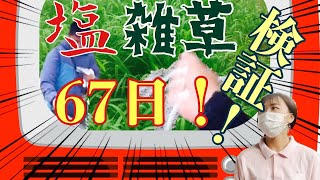 【塩　雑草予防　無農薬】雑草生やしたくない人必見！これなら戦える／後編（検証）