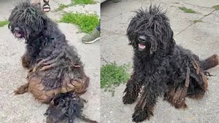 The poor furry dog ​​was found on the street in a te.rrible condition by Angels And Animals 252 views 2 weeks ago 3 minutes, 13 seconds