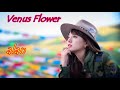 alan(阿蘭)~ Venus Flower / Video Edit by hoppy(QP)