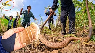 60 phút đối mặt với ng.uy hi.ểm tột cùng, để thu phục con Rắn Độc có số Kg thật ấn tượng | TGSB #782