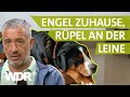 Ruhe bewahren bei der Hundebegegnung | Hunde verstehen (16) | Tierratgeber | WDR