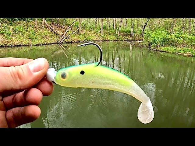 Post eclipse fishing with the Mini Medussa by Chaos Tackle 