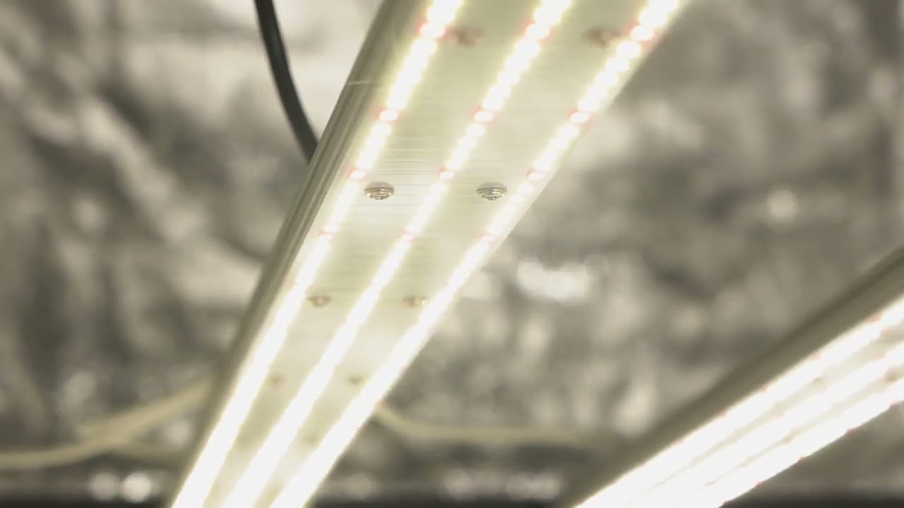 QUANTUM BOARD 600W Linha PRO - Master Plants