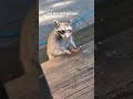 Raccoon Federation Stories