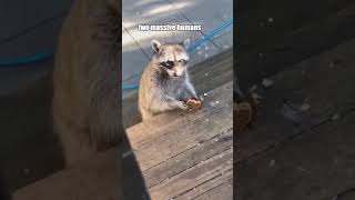 Raccoon Federation Stories