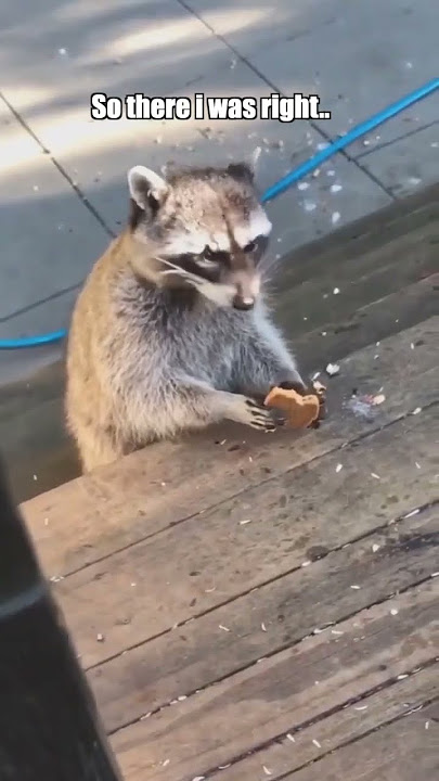 Raccoon Federation Stories