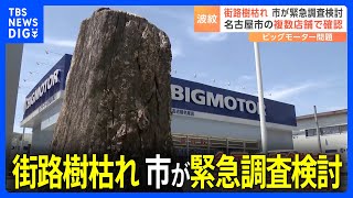 ビッグモーター店舗前の「街路樹」枯れる 名古屋の複数店舗で確認　市は緊急の「土壌調査」を検討｜TBS NEWS DIG