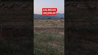 Üveyik Avında Aklıma Mangal Kuzu Kaburga Kuzu Incik Fikri Sokanlar. Ilık Ildırcınavı