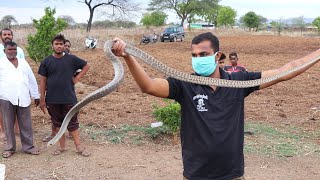 बहुत बडा धामण सांप | Rescue indian rat snake from Ahmednagar, maharashtra