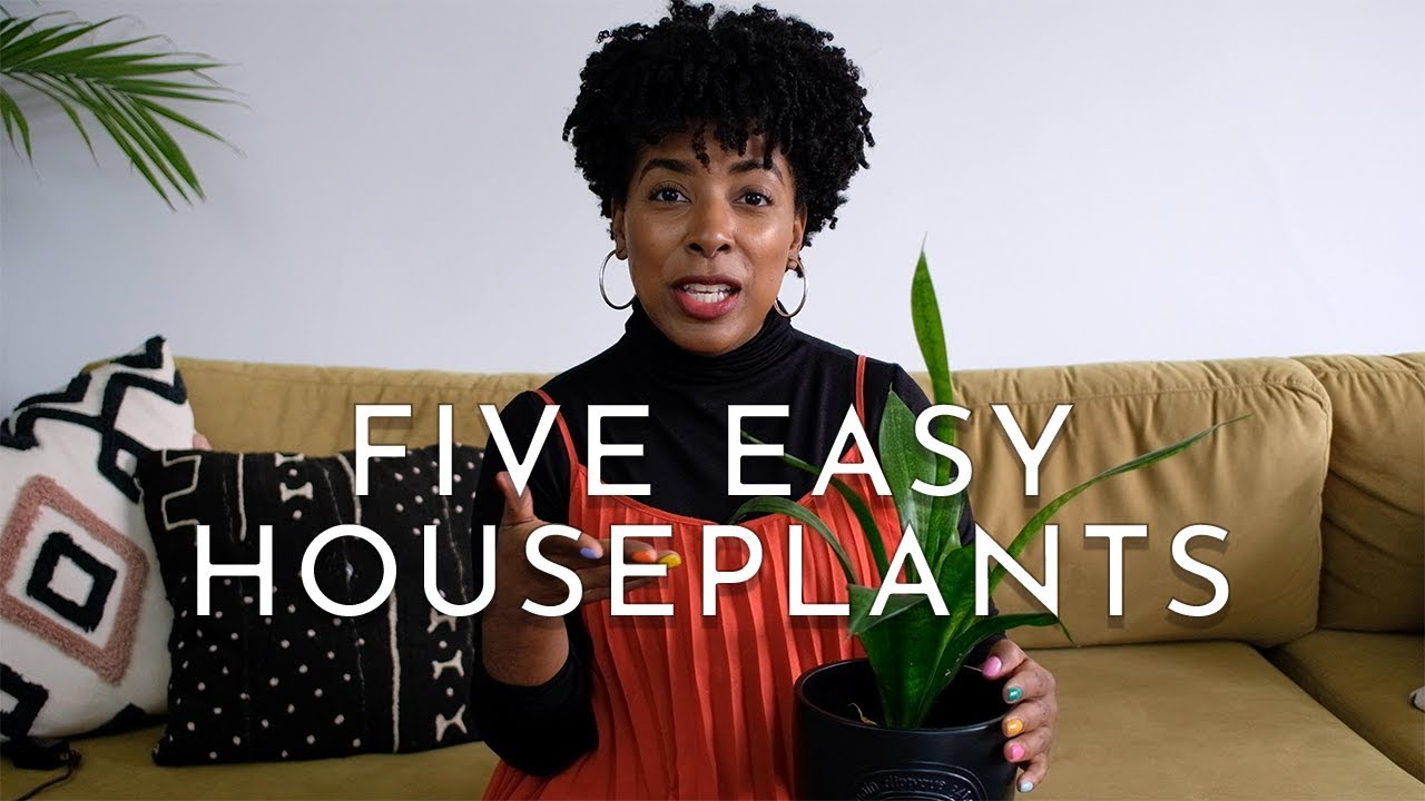 Top 5 Easy Houseplants for Beginners + Care Tips YouTube