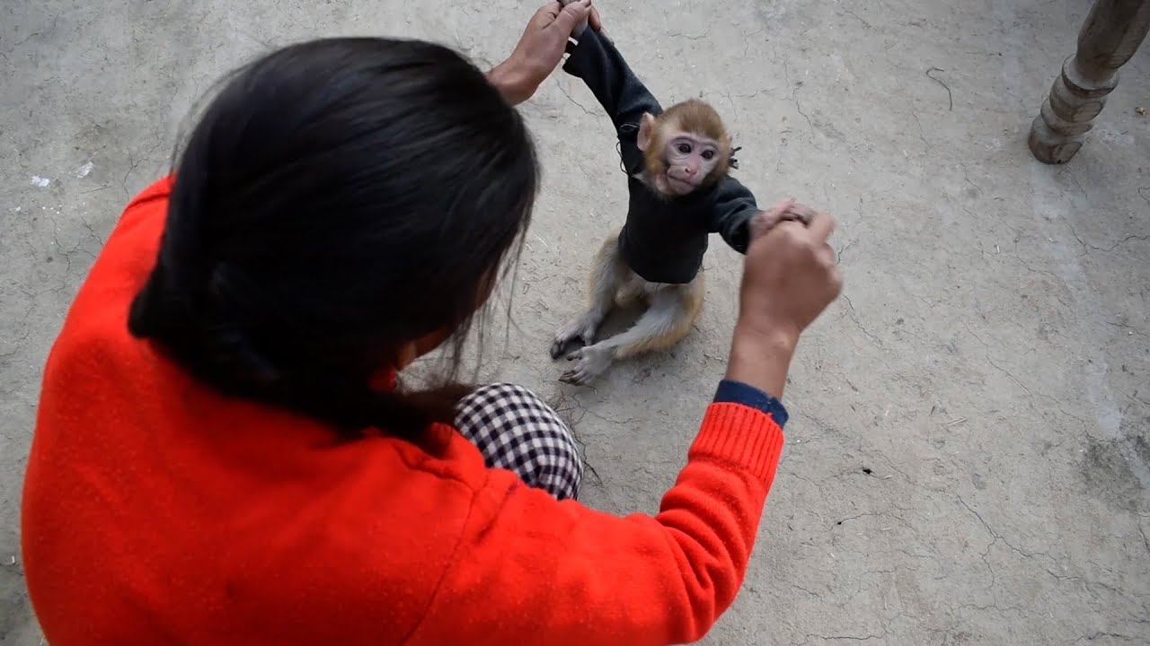 Gori और बहन की लड़ाई ❤️😅😘 #monkeylove #monkey #cute #monkeychallenge #babyanimal 