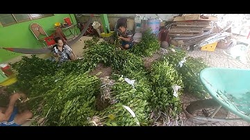 tac banh xe siêu trai to ai can lh em 0928588394