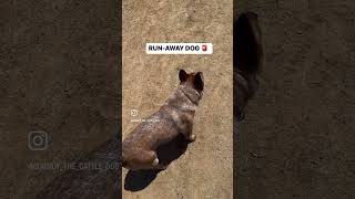 RUNAWAY DOG!! #dogtraining #australiancattledog