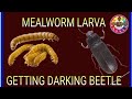 mealworms lifecycle, mealworm to darkling Beetle ||