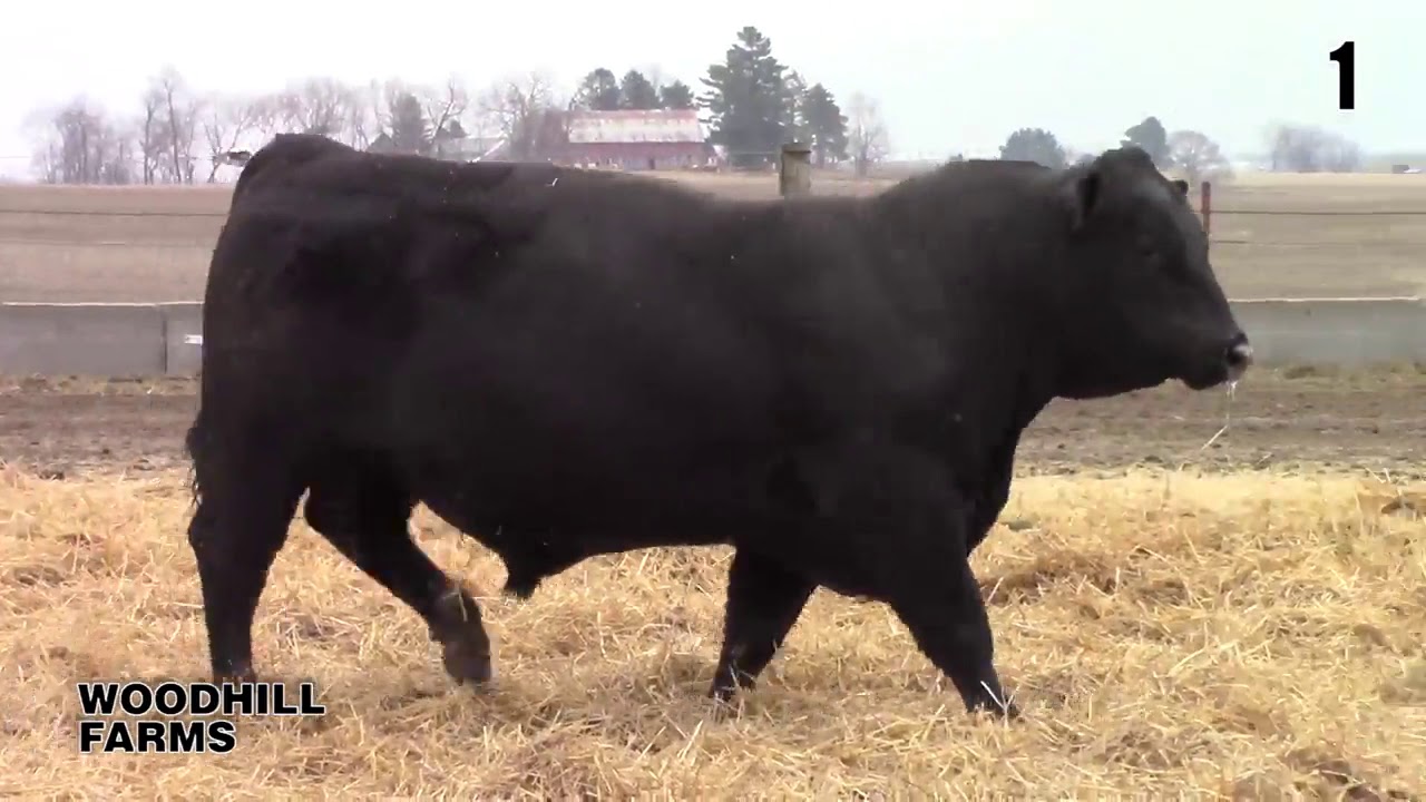 Woodhill Farms Lot 1 YouTube