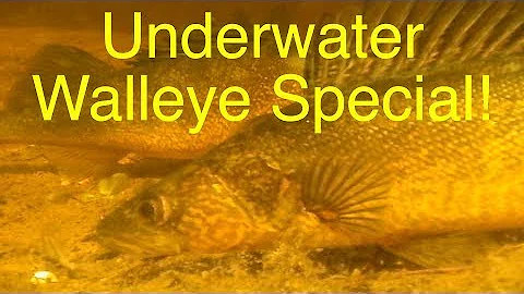 WALLEYE SPECIAL   Underwater Video