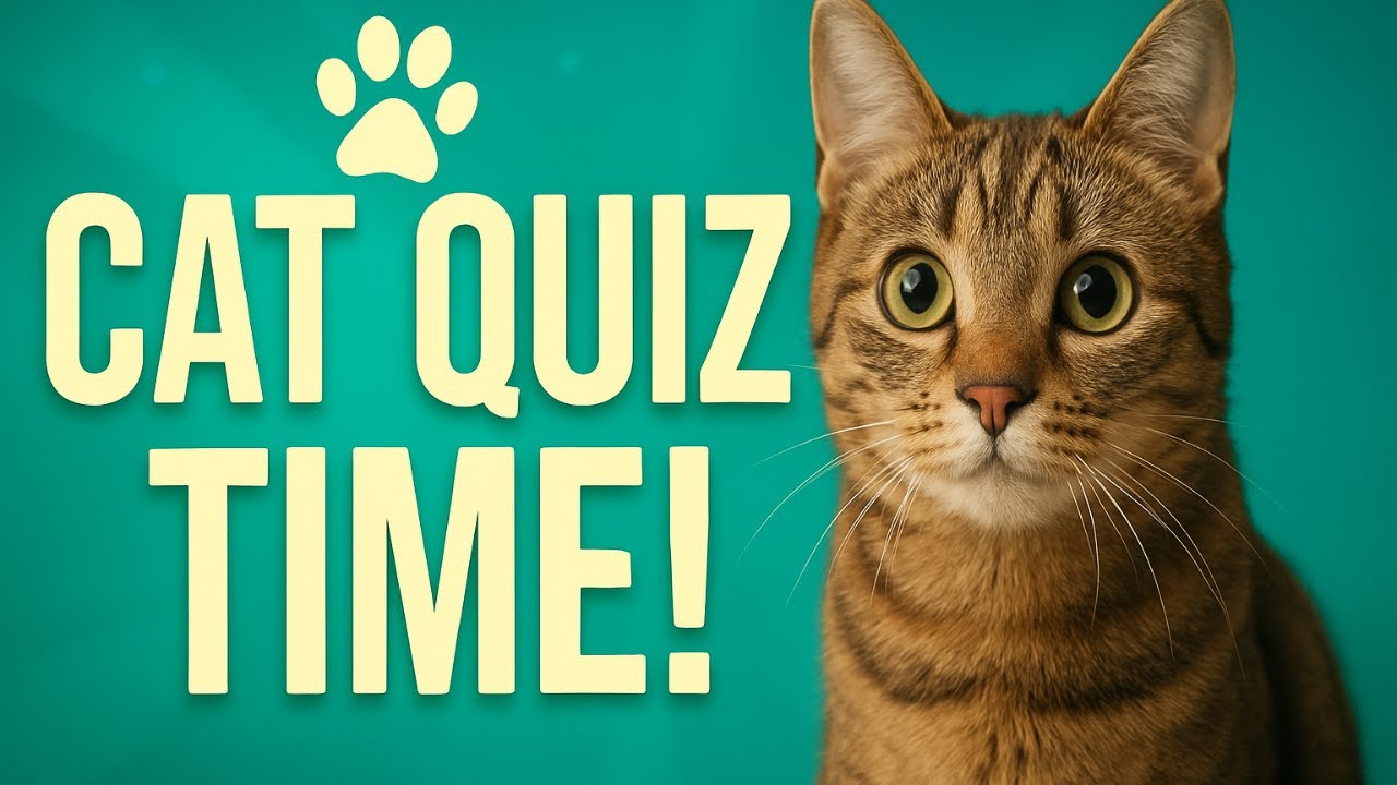 Top 10 Cat Questions 🐾 | Only True Cat Lovers Can Answer