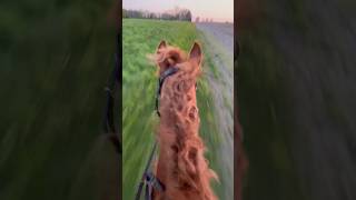 Galloping in the sunset with sparkles💖