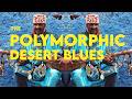 The Polymorphic Desert Blues Gnawa Ethnochill To Ethnohouse Mix