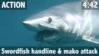 Giant Shark Attacks Swordfish!