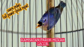 RAMBATAN PARUH MERAH GACOR | RAMBATAN PARUH MERAH JANTAN SPEED RAPAT PANCINGAN RAMBATAN BETINA