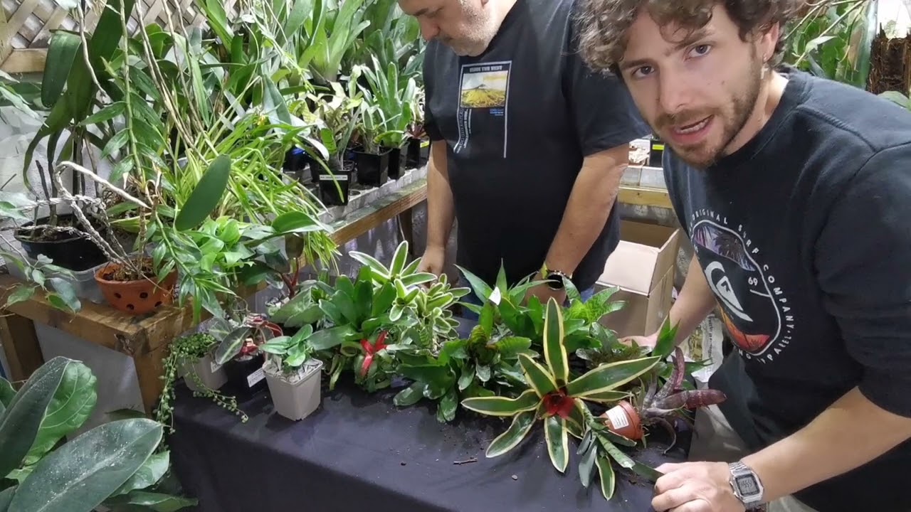 Unboxing de Plantas tropicales!