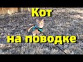 Kitten/Домашний кот/Учимся чистить зубы коту/Кот хочет на улицу/Купили коту поводок для прогулки