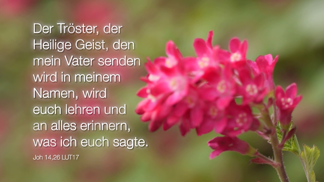 tagesvers losungen Bibelwort Johannes 14,26