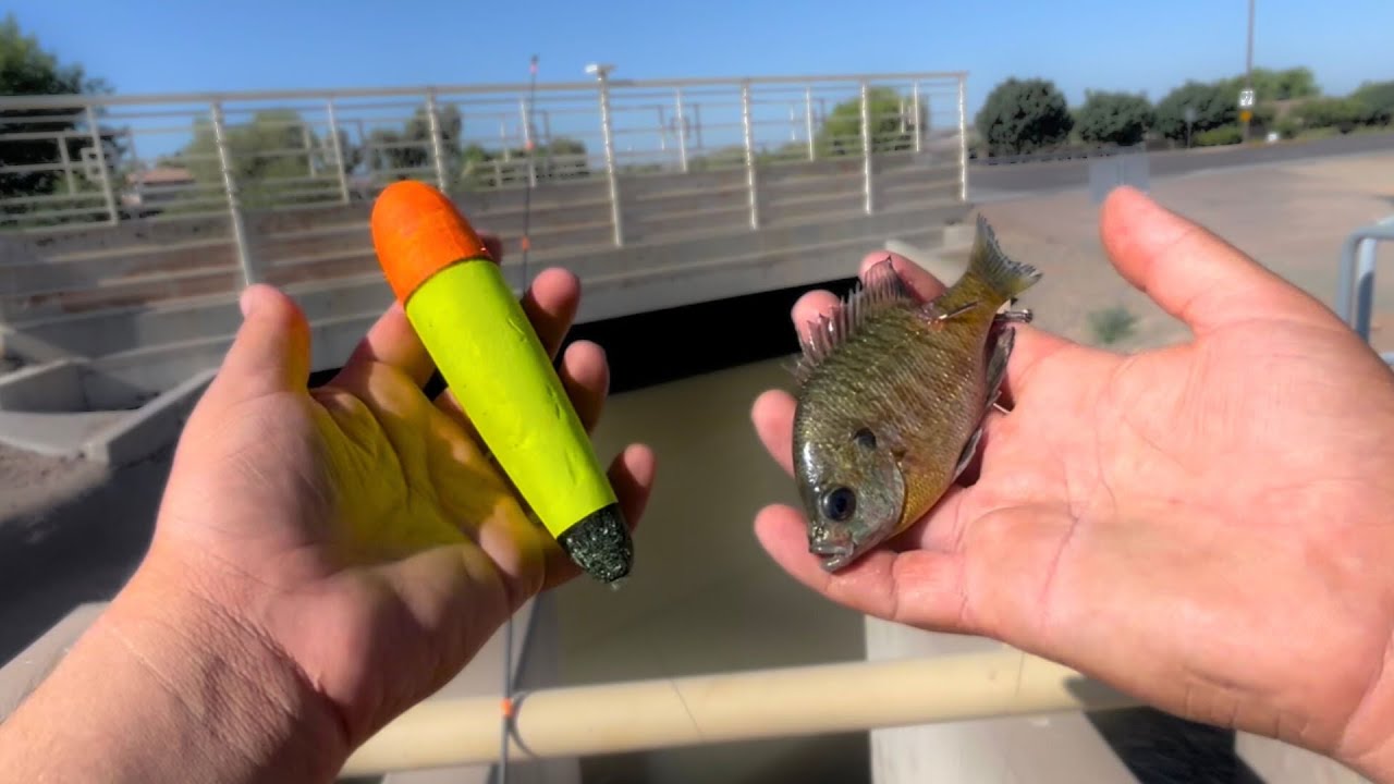 Urban CANAL Fishing with LIVE BLUEGILL Under a Bobber