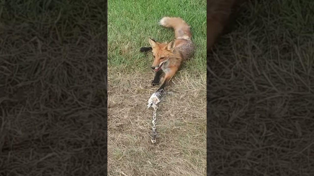  Redfox Trapping Released