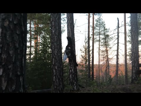 Весенняя охота 2024. Добыл глухаря/Много не добытой утки/Приготовили завтрак на костре.