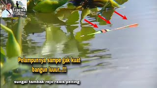 Mancing kali bikin happy(sungai Tambakrejo rawa pening)