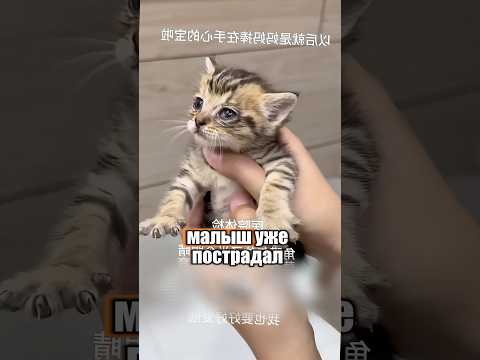 История милого и ласкового котёнка 🐈🥹 #милыеживотные #животные