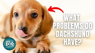 12 Things Only Dachshund Dog Owners Understand