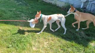 ibizan hound lure course practice