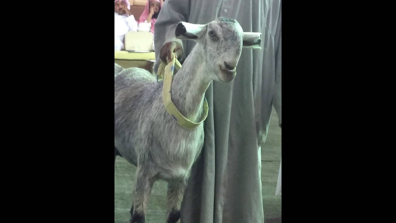 عرض من نوادر الماعز الشامي للأخ حمد الكبيسي من دولة قطر