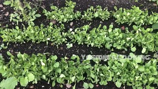 How To Grow Fenugreek Leaves At Home (Kasoori Methi) Video Instructions by yasmin