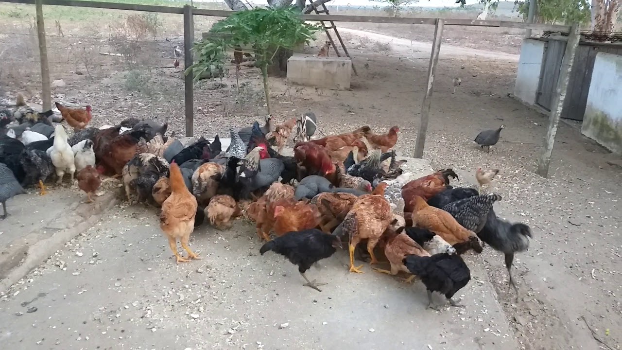como criar galinhas caipiras gastando pouco😊🐓🐣🐥 como criar galinhas caipiras gastando pouco😊🐓🐣🐥