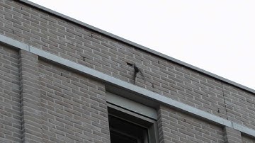 Common Swift leaving nest brick in Hessenberg IX