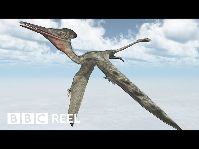 Why a Pterosaur is Not a Dinosaur, Science