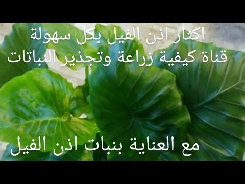 فيديو: Portulacaria Care - زراعة نباتات شجيرة الفيل في المنزل