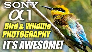 Sony A1 Bird & Wildlife Photography | It's AWESOME!